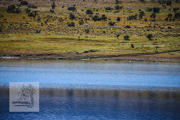 Brumbies23Dec2022_0259