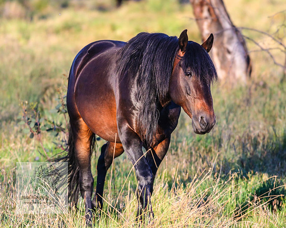 Brumbies28Dec22_0112