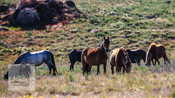 Brumbies23Dec2022_1384