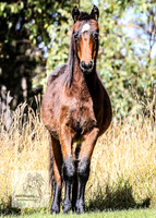 AnzacMon2022_1465