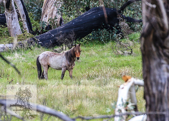 Brumbies12Nov_0160