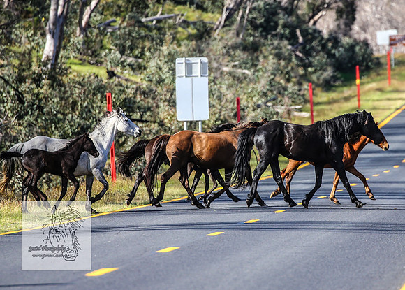 Brumbies25Nov22_0706