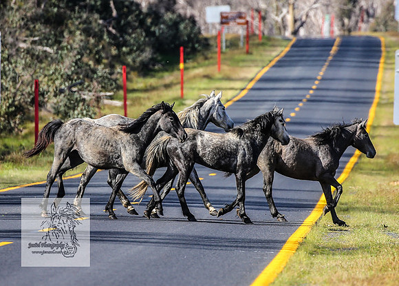 Brumbies25Nov22_0720