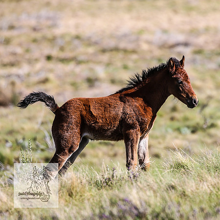 Brumbies25Nov22_0571