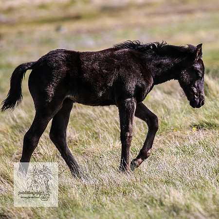 Brumbies25Nov22_0579
