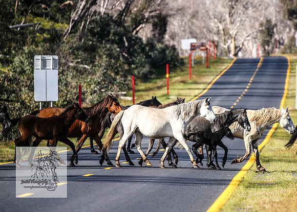 Brumbies25Nov22_0683