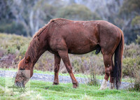 Brumbies12Nov_0005