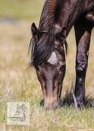Brumbies24Nov_0239