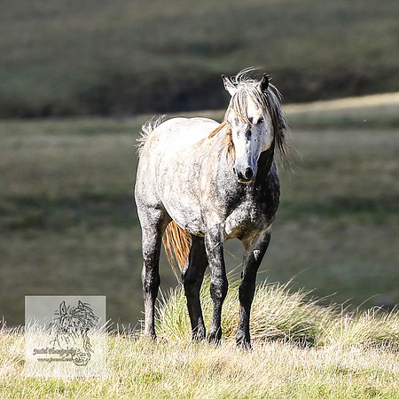 Brumbies24Nov_0210