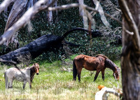 Brumbies12Nov_0155