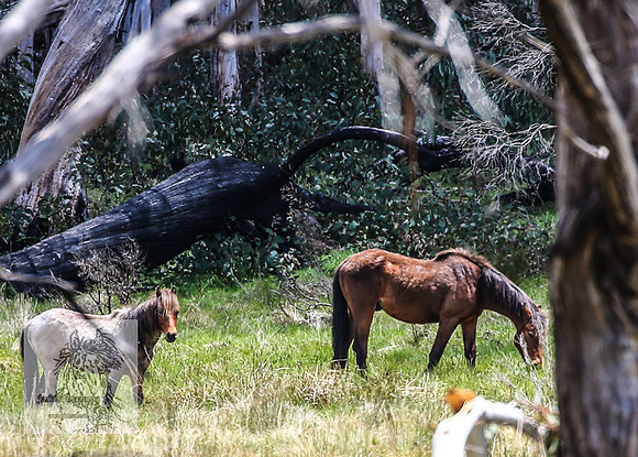 Brumbies12Nov_0155