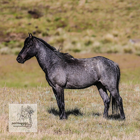 Brumbies24Nov_0219