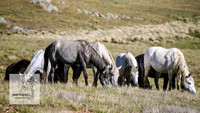 Brumbies24Nov_0028