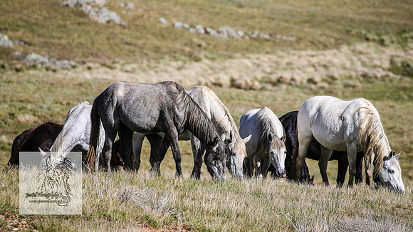Brumbies24Nov_0028