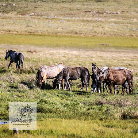 Brumbies25Nov22_0776