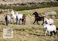 Brumbies24Nov_0131