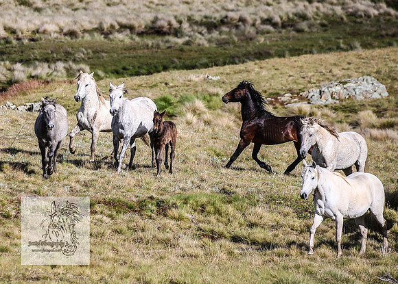 Brumbies24Nov_0131