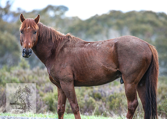 Brumbies12Nov_0006