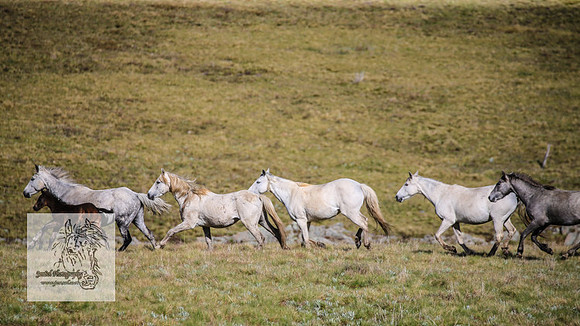 Brumbies24Nov_0150