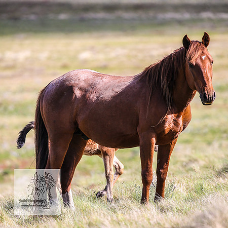 Brumbies25Nov22_0575