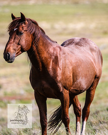 Brumbies25Nov22_0592