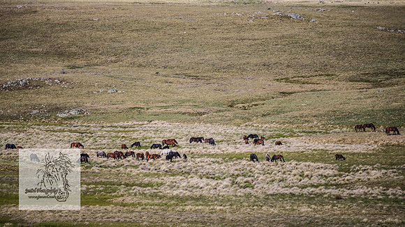 Brumbies25Nov22_0540