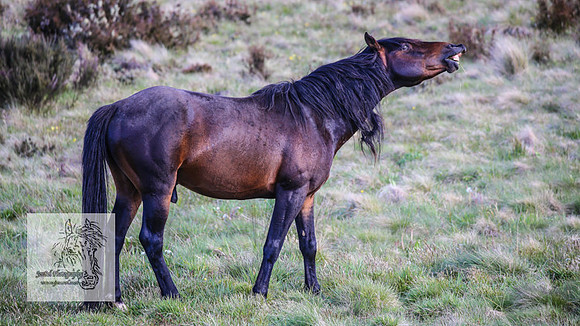 Brumbies24Nov_0316