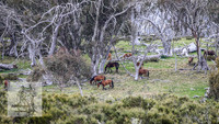 Brumbies12Nov_0104