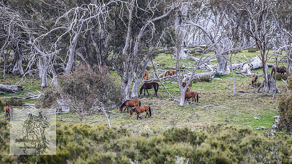 Brumbies12Nov_0104