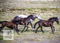 Brumbies24Nov_0107