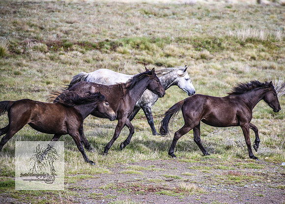 Brumbies24Nov_0107