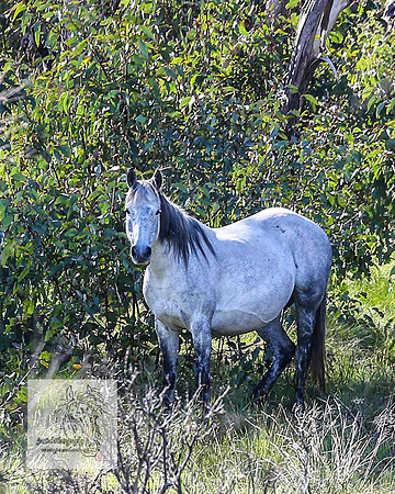 Brumbies25Nov22_0613