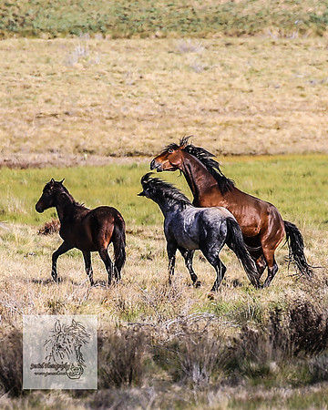 Brumbies25Nov22_0807