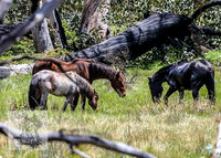 Brumbies12Nov_0135