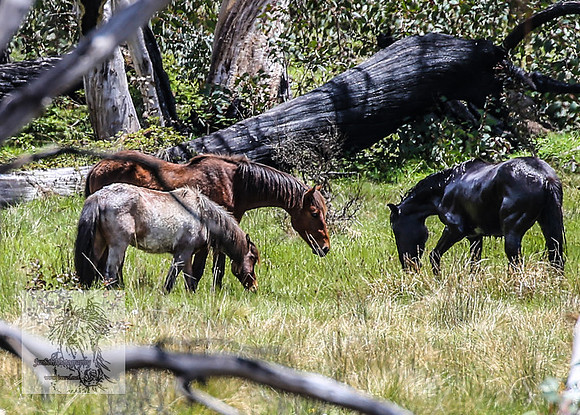 Brumbies12Nov_0135