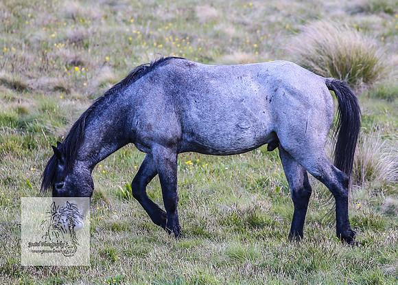 Brumbies24Nov_0286