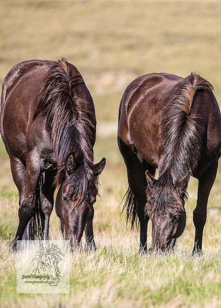 Brumbies24Nov_0223