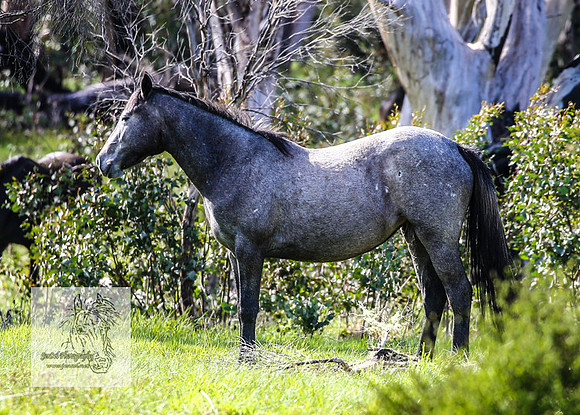 Brumbies25Nov22_0607