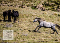 Brumbies24Nov_0136