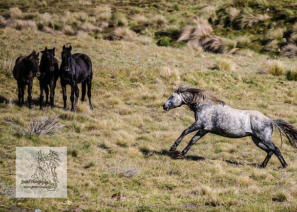 Brumbies24Nov_0136