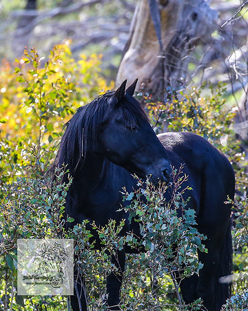 Brumbies25Nov22_0605