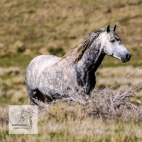 Brumbies24Nov_0176