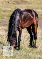 Brumbies24Nov_0044
