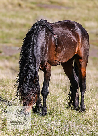 Brumbies24Nov_0044