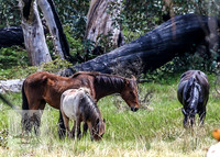 Brumbies12Nov_0142