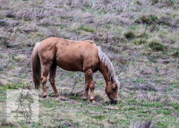 Brumbies12Nov_0047