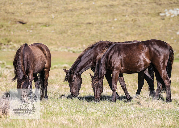 Brumbies24Nov_0254