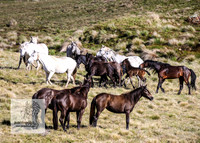 Brumbies24Nov_0124