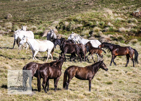 Brumbies24Nov_0124