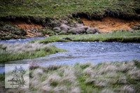 Brumbies12Nov_0072